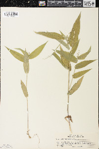 Dichanthelium latifolium image