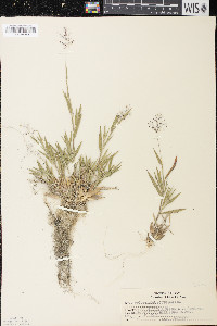 Panicum acuminatum image