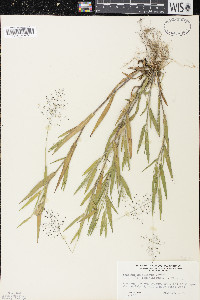 Panicum acuminatum image