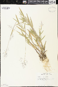 Panicum acuminatum image