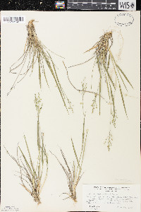 Dichanthelium depauperatum image