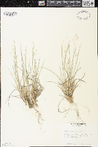 Dichanthelium depauperatum image