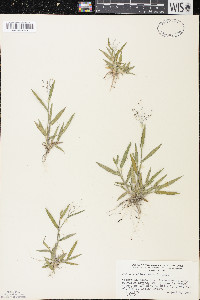 Dichanthelium acuminatum subsp. columbianum image