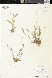 Dichanthelium acuminatum subsp. columbianum image