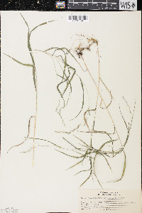 Muhlenbergia mexicana image