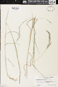 Muhlenbergia mexicana image