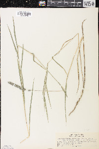 Muhlenbergia glomerata image