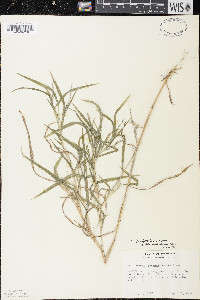 Muhlenbergia frondosa image