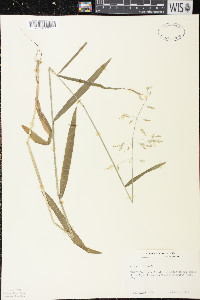 Milium effusum image