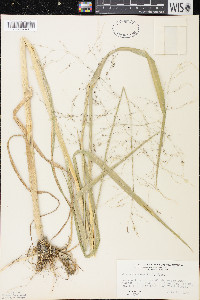 Glyceria grandis image