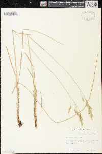 Festuca altaica image