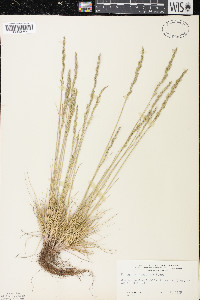 Festuca saximontana image