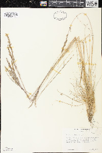 Festuca saximontana image