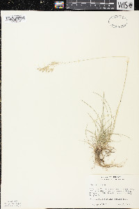 Festuca trachyphylla image