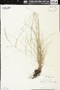 Festuca occidentalis image