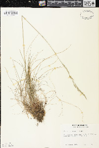 Festuca occidentalis image