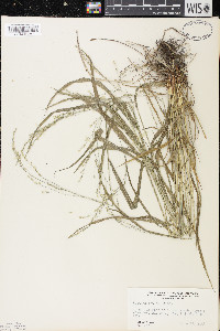 Festuca subverticillata image