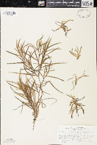 Heteranthera dubia image