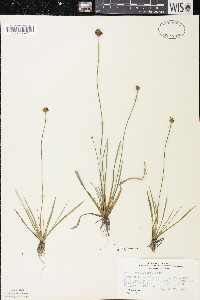 Xyris difformis image