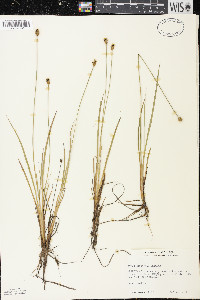 Xyris difformis image
