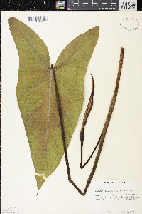 Peltandra virginica image