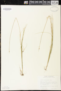 Schoenoplectus subterminalis image