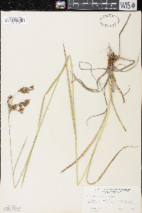 Scirpus pendulus image