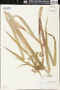 Scirpus expansus image