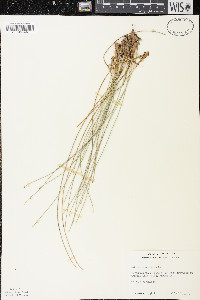 Trichophorum cespitosum image