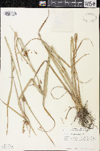 Rhynchospora macrostachya image