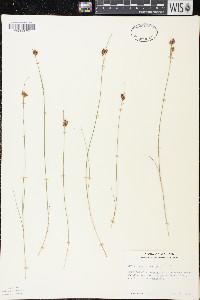 Rhynchospora fusca image