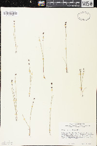 Scleria verticillata image