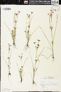 Rhynchospora scirpoides image