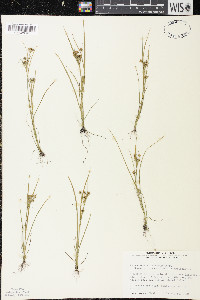 Rhynchospora scirpoides image