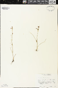 Rhynchospora scirpoides image