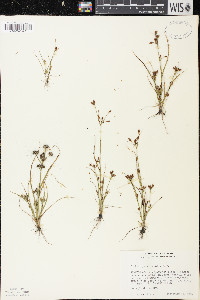 Rhynchospora scirpoides image