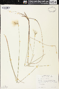 Eriophorum tenellum image