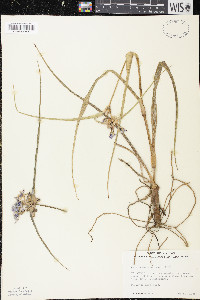 Tradescantia ohiensis image