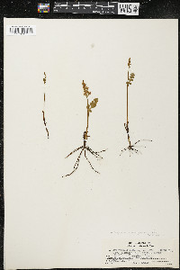 Botrychium minganense image