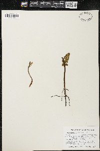 Botrychium minganense image