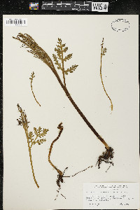 Botrychium matricariifolium image