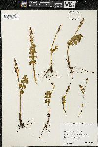 Botrychium neolunaria image