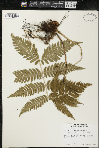 Dryopteris goldieana image