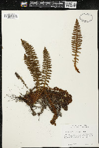 Dryopteris fragrans image
