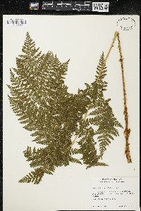 Dryopteris expansa image