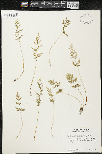 Cryptogramma stelleri image