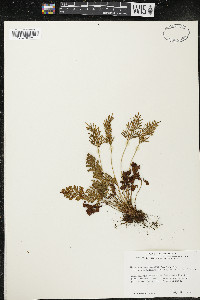 Cryptogramma acrostichoides image