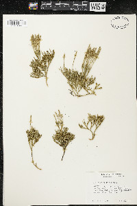 Lycopodium sabinifolium image