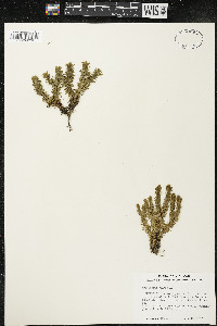 Huperzia selago image