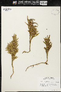 Dendrolycopodium hickeyi image